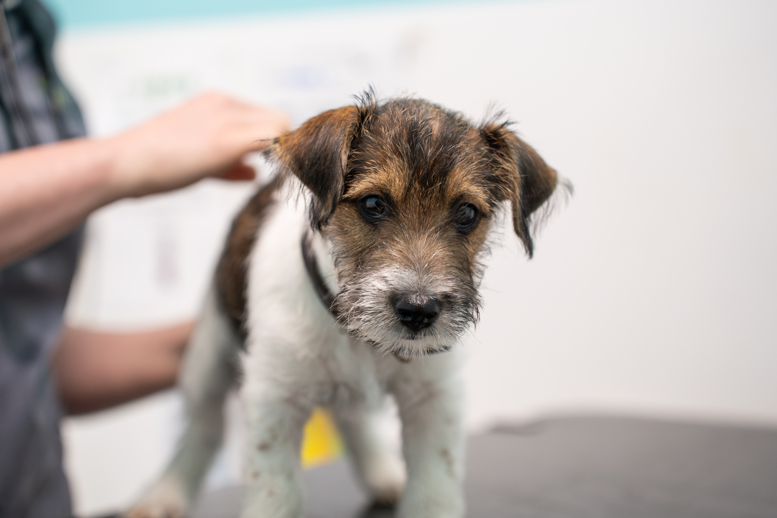 St Peters Vets (Web) 025