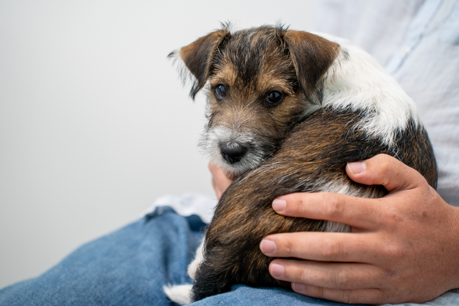 St Peters Vets (Web) 029