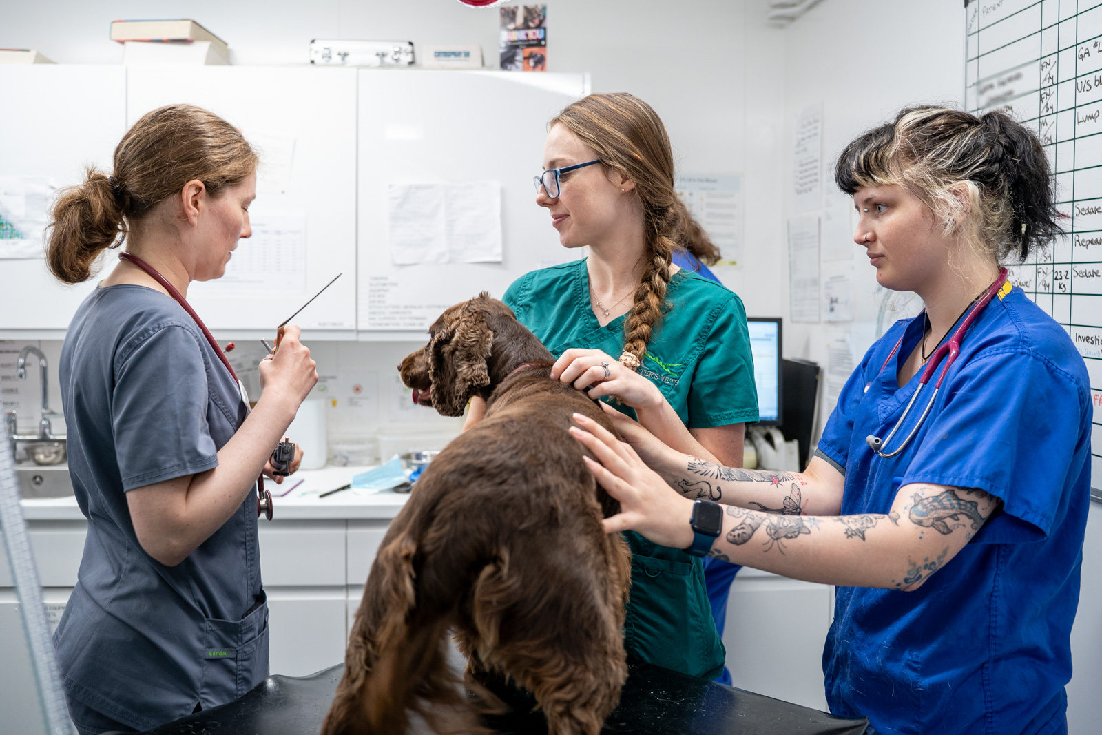 St Peters Vets (Web) 062